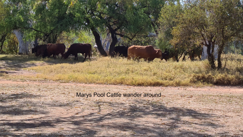 1220-Marys-Pool-Camp-Cattle-Wander-thru-Camp-Ground-20230926